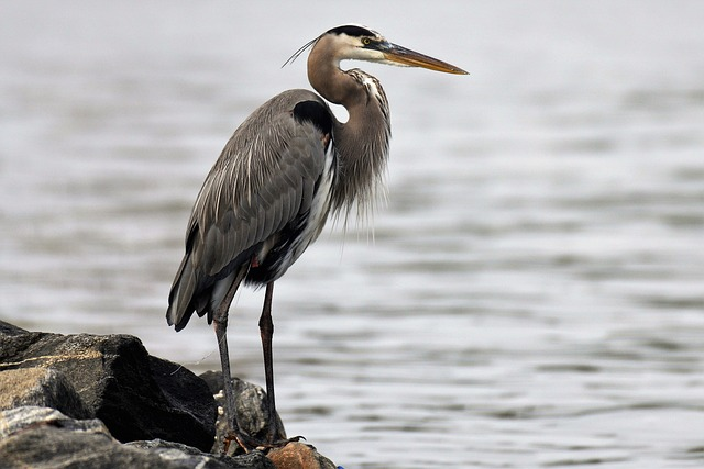 ardea herodias, great blue heron, canada heron