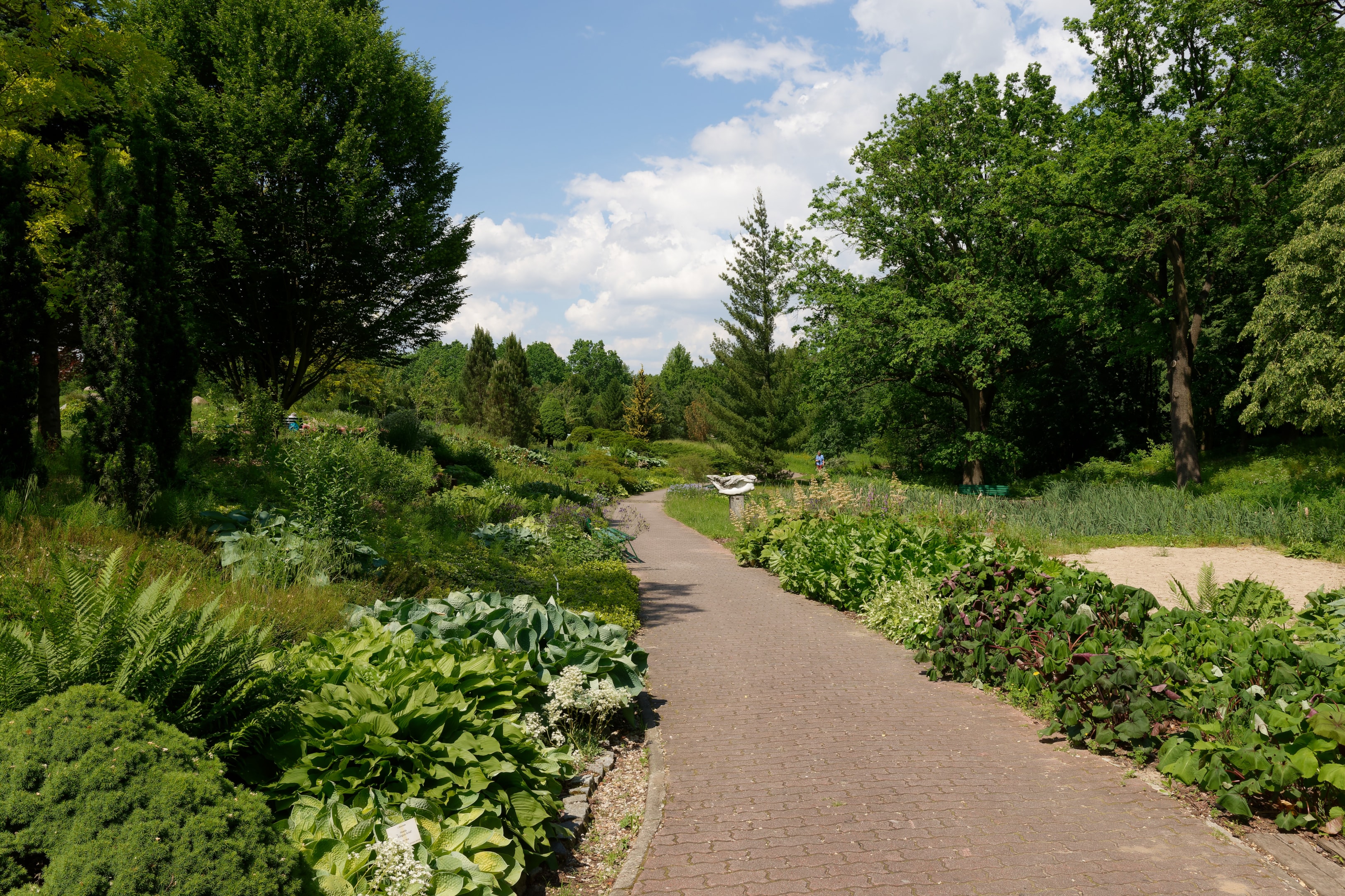 Ścieżka prowadząca przez ogród botaniczny w Powsinie. Wzdłuż niej znajduje się wiele krzewów oraz wysokich drzew (źródło: https://commons.wikimedia.org/wiki/File:Archiwum_PAN_OB-CZRB_%28ozdobne1%29.jpg)