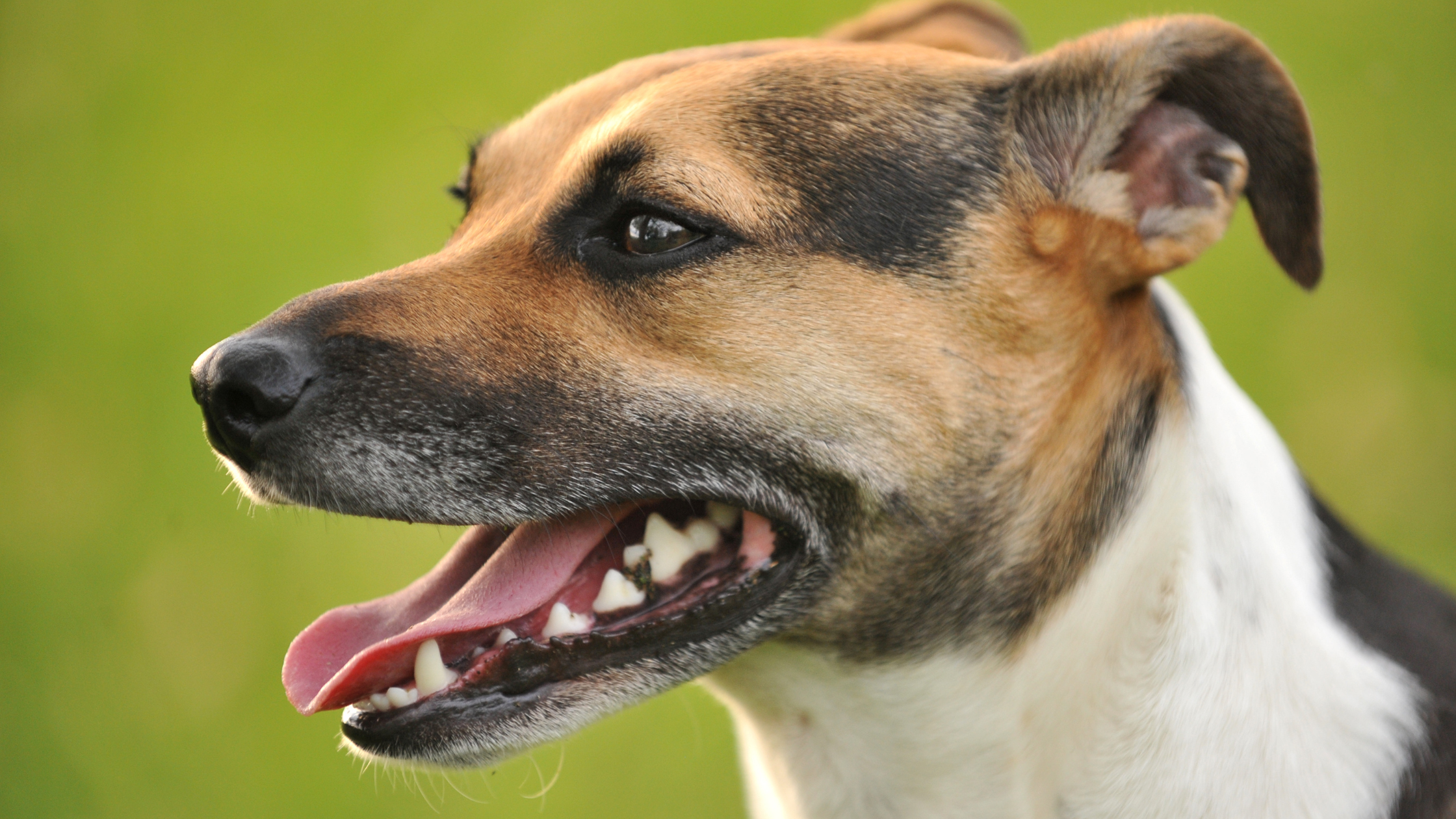 A smiling adult Rat Terrier