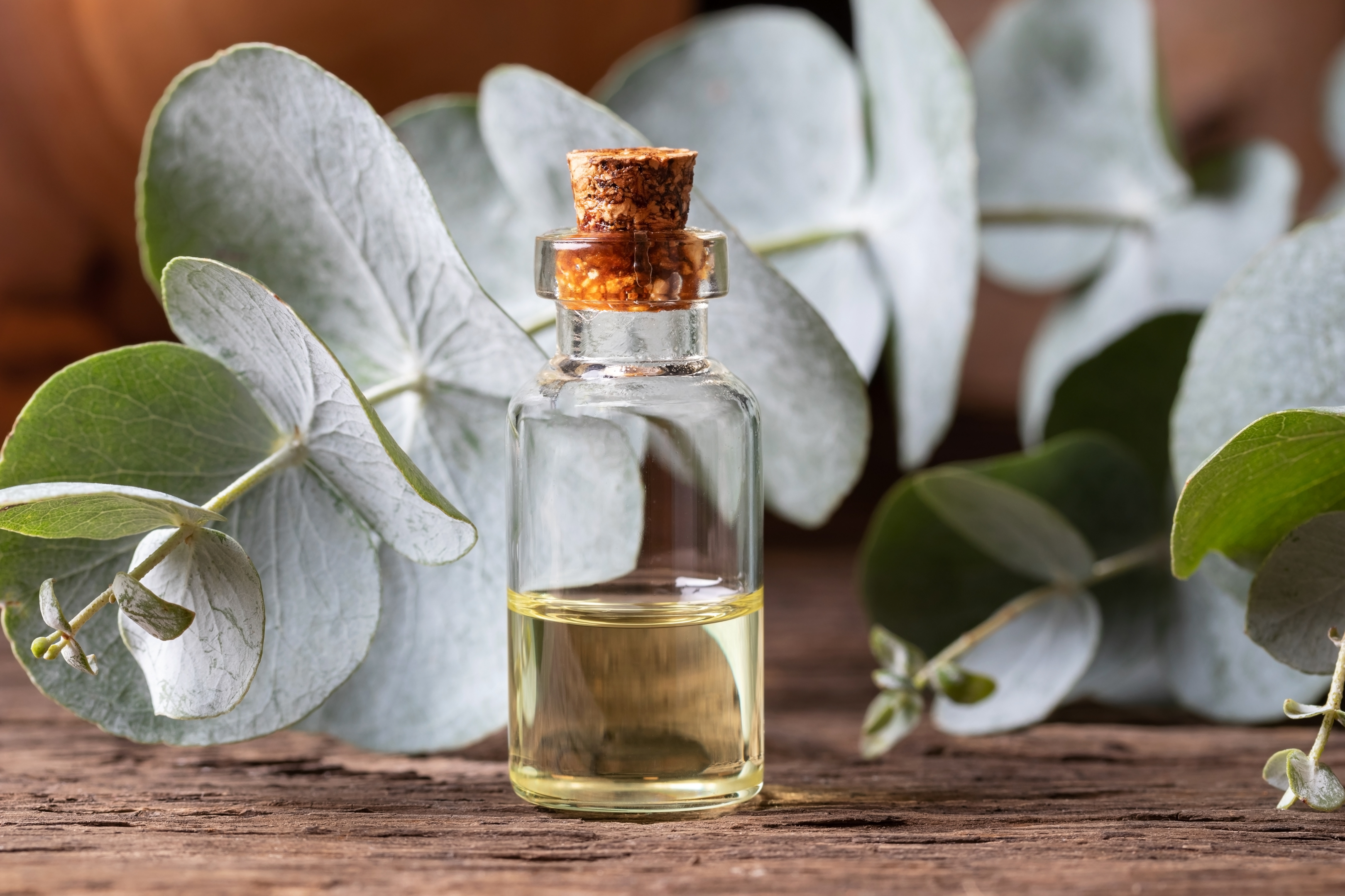 eucalyptus oil for sinus congestion
