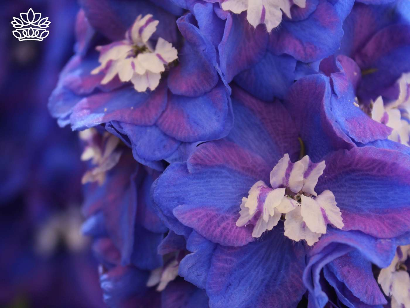 Vibrant close-up of blue delphinium flowers, part of the exquisite Delphiniums Collection by Fabulous Flowers and Gifts.