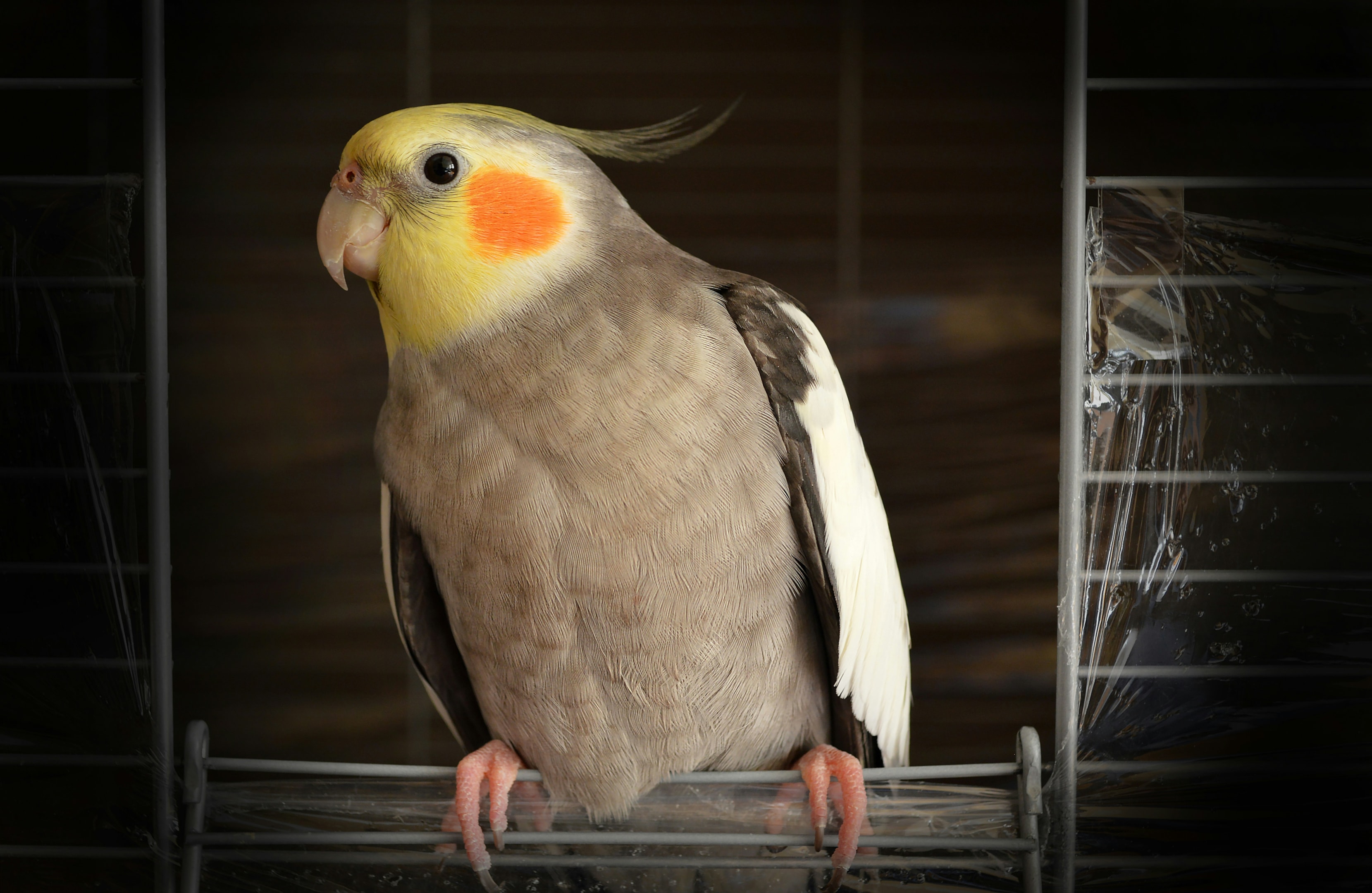 Needs of unique pets.