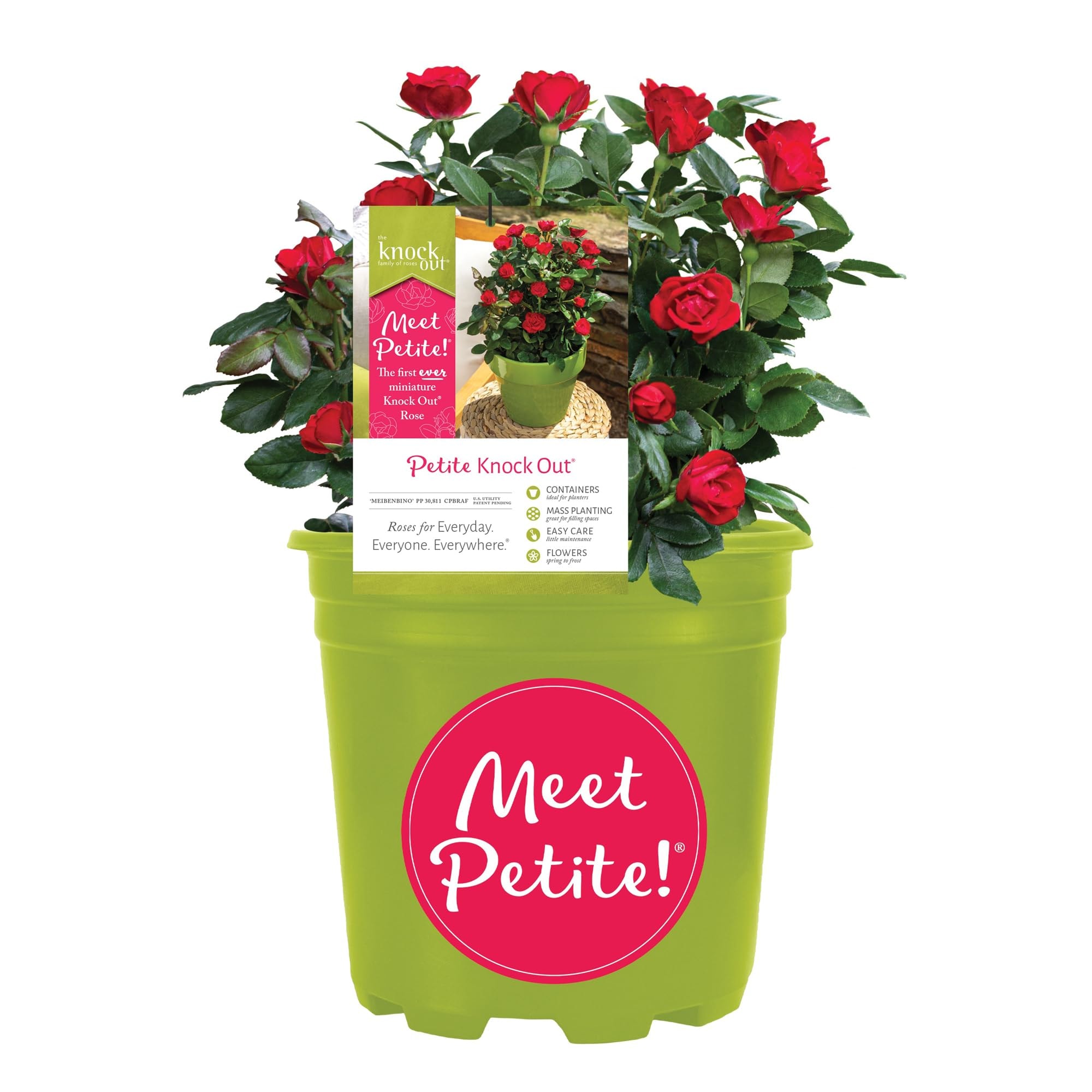 Live Houseplant Roses, Petite Knockout Rose