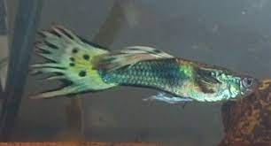 Fin rot or nipping? - Aquarium Advice - Aquarium Forum Community