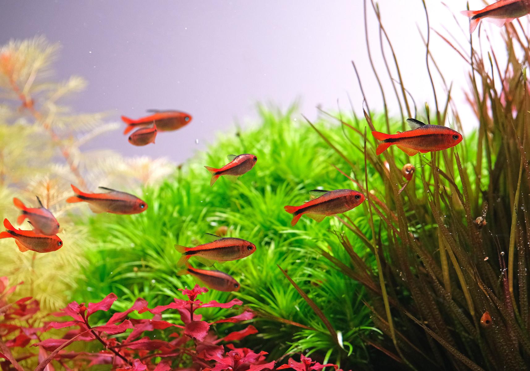 Tetras against green aquarium plants