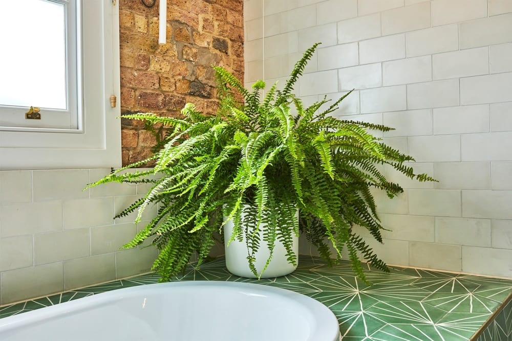 Spider Plant Vs. Boston Fern