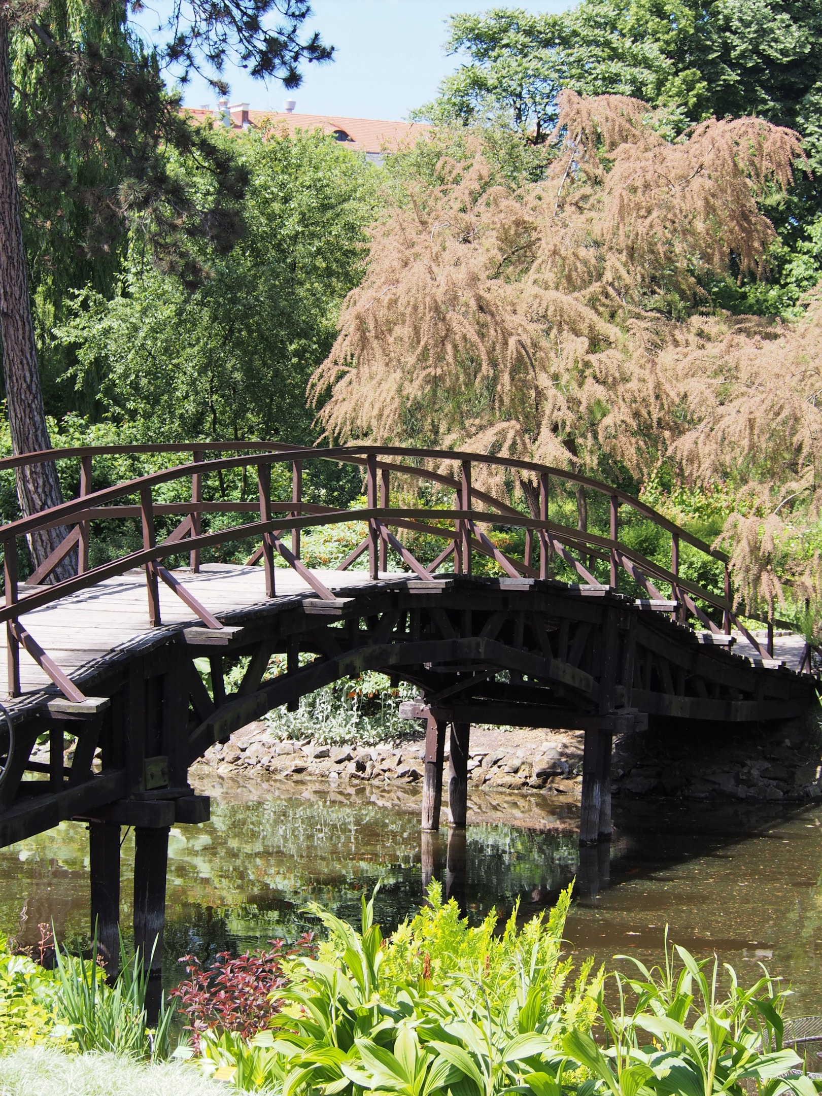 Ogród Botaniczny Uniwersytetu Wrocławskiego (źródło: https://commons.wikimedia.org/wiki/File:Ogr%C3%B3d_Botaniczny_UWr_2015-06-04_04.jpg)