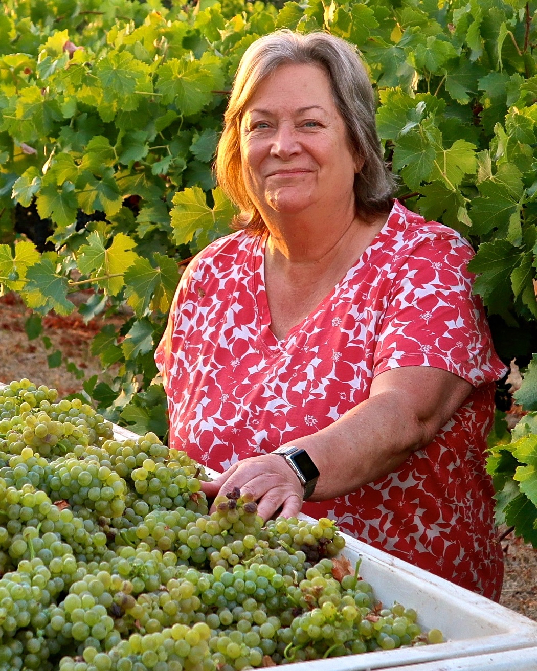    Acquiesce Vineyards Sue Tipton - Viognier Harvest
