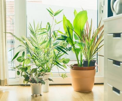 Advanced Tips for Indoor Plant Care