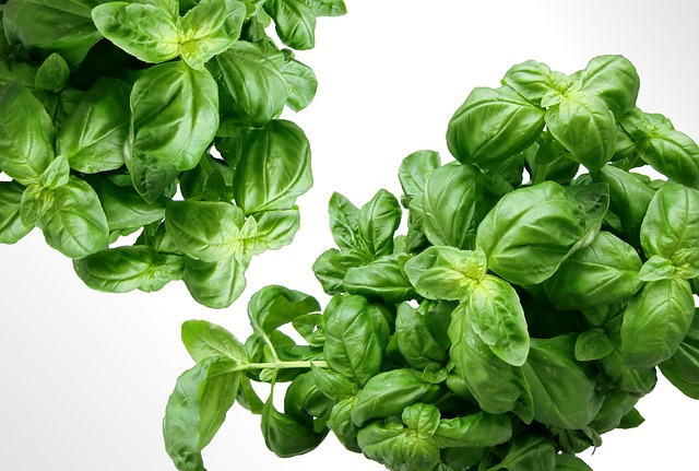 basil, herbs, leaves