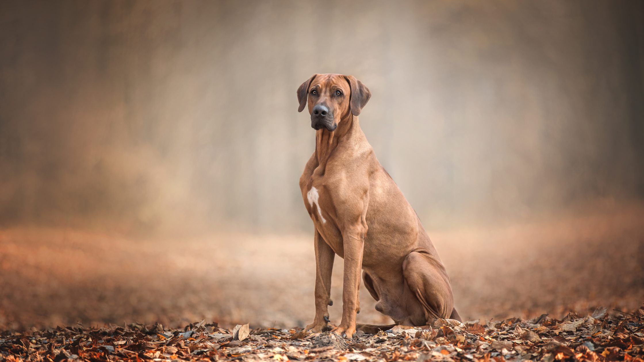 A Rhodesian Ridgeback standing on a trail with a blurred background