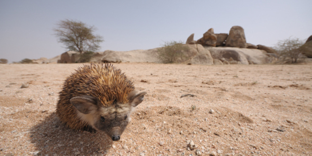 interesting animals in mongolia