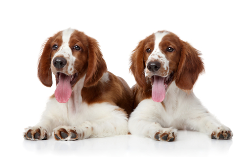 Two Welshies with a white background