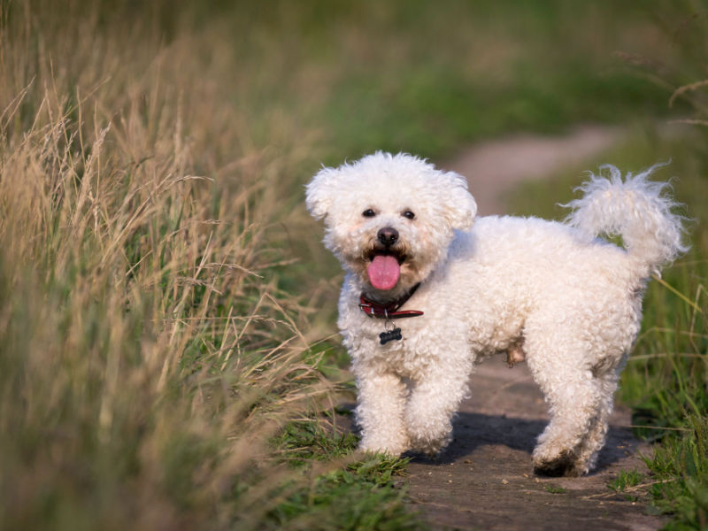 bichon frise playing in field