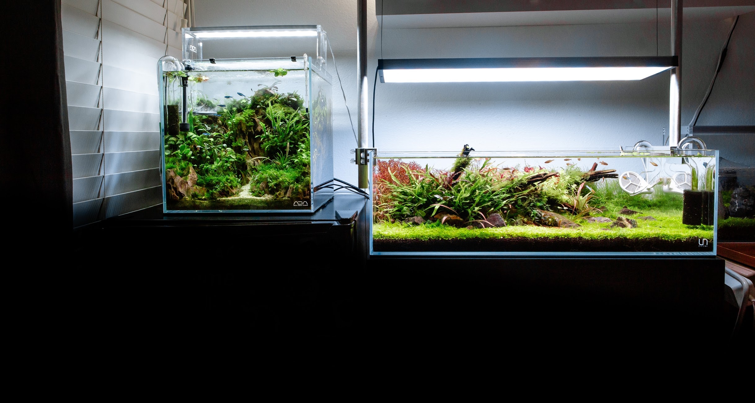 Aquarium size plays an important role