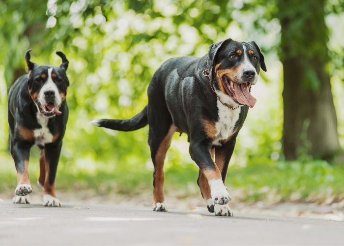 22 Dog Breeds That Look Like Rottweilers (2025 Edition)