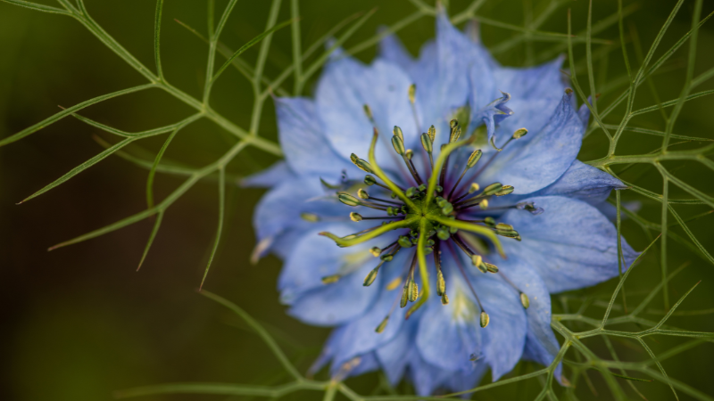 Schwarzkümmel ist ein wahrer Gesundbrunnen, was auch die Wissenschaft nach und nach erkennen wird
