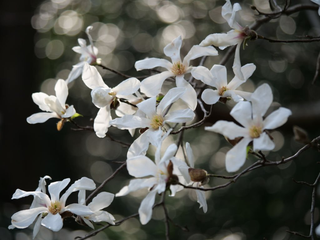 Kobus Magnolia