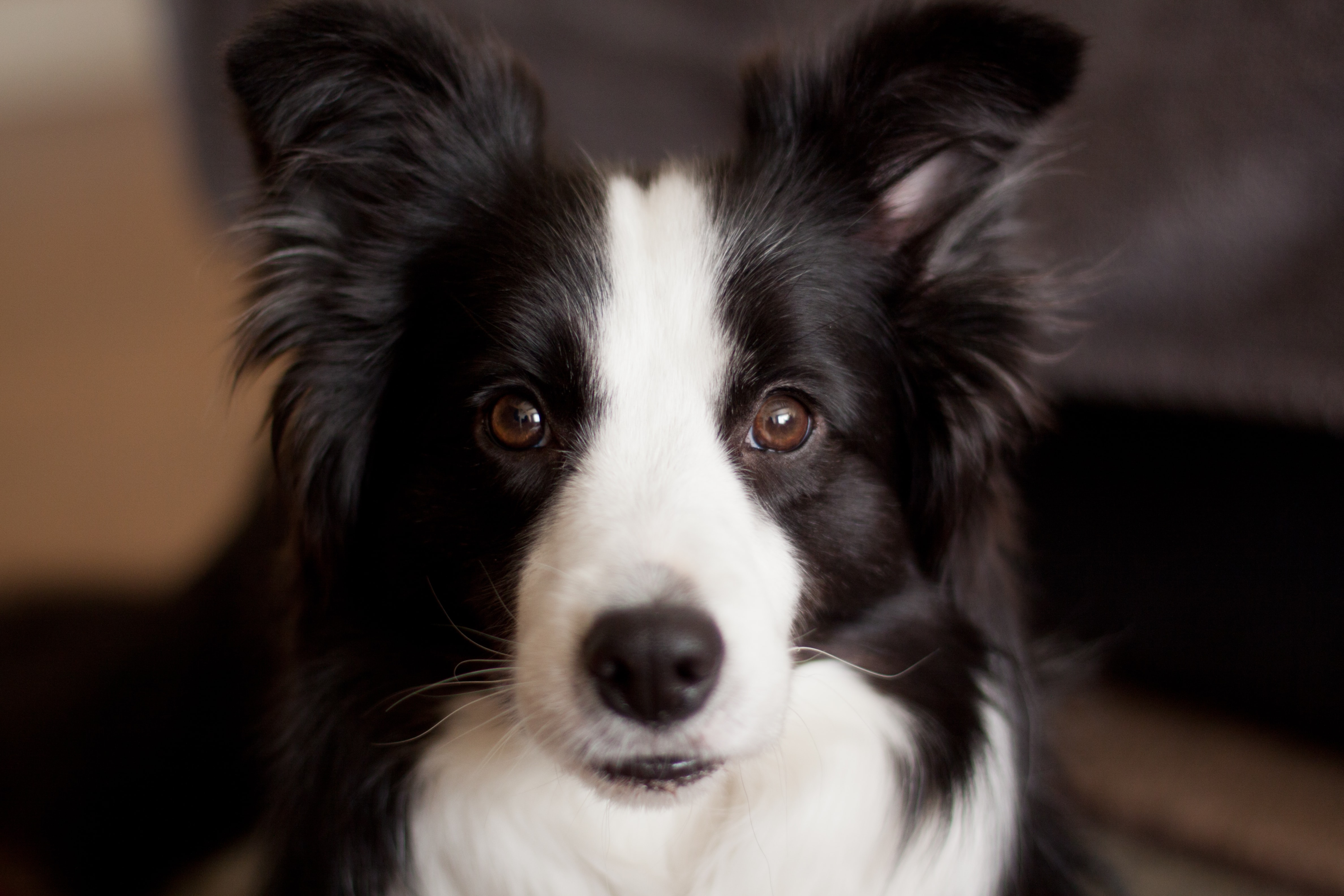 border collie history, dog