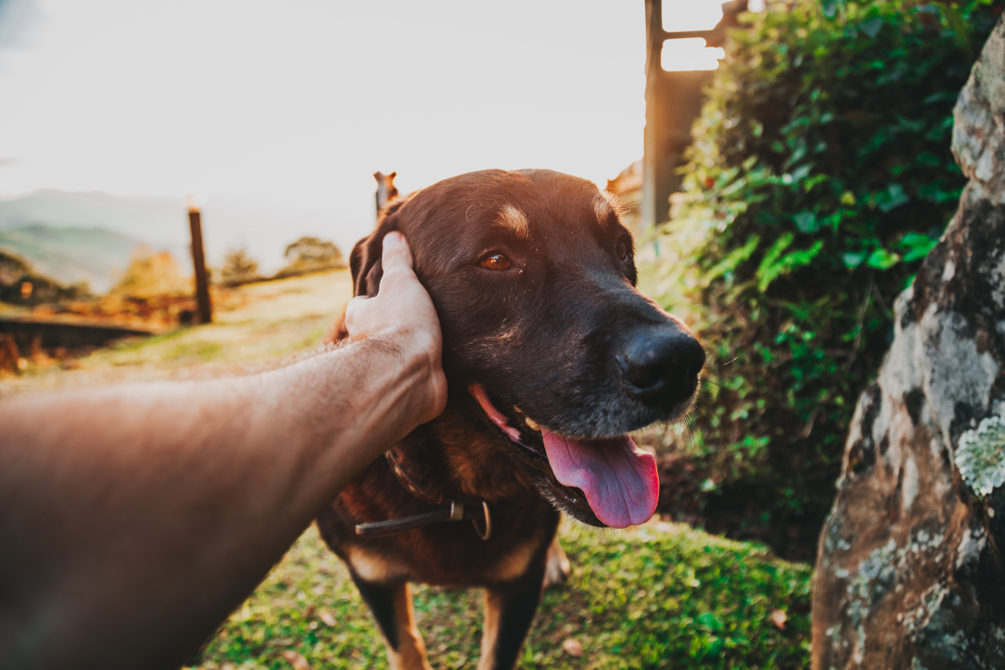Cattle dog being patted by man
