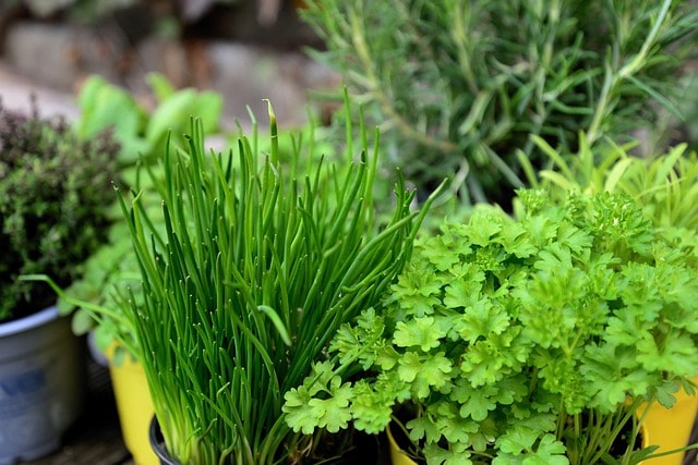 herbs, garden, herb garden, nature, culinary herbs, plants, parsley, chives, potted plants, potted herbs, fresh, fresh herbs
