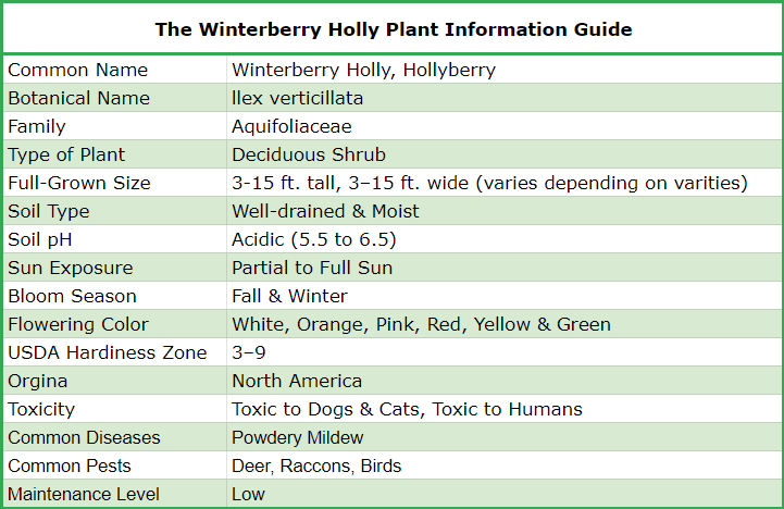 The Complete Winterberry Holly Care & Planting Guide - Shrubhub