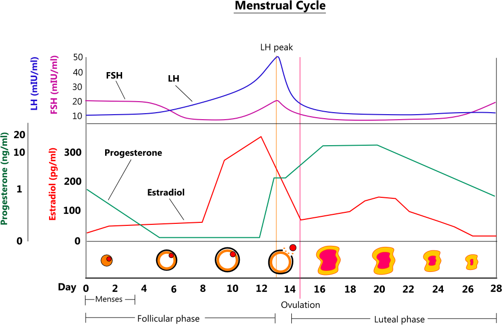 Image of chart with hormone level across the menstrual cycle tracking period of 28 days.