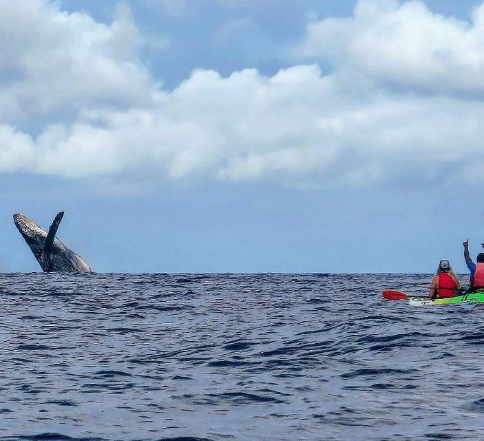 maui whale and female humpback whales 
