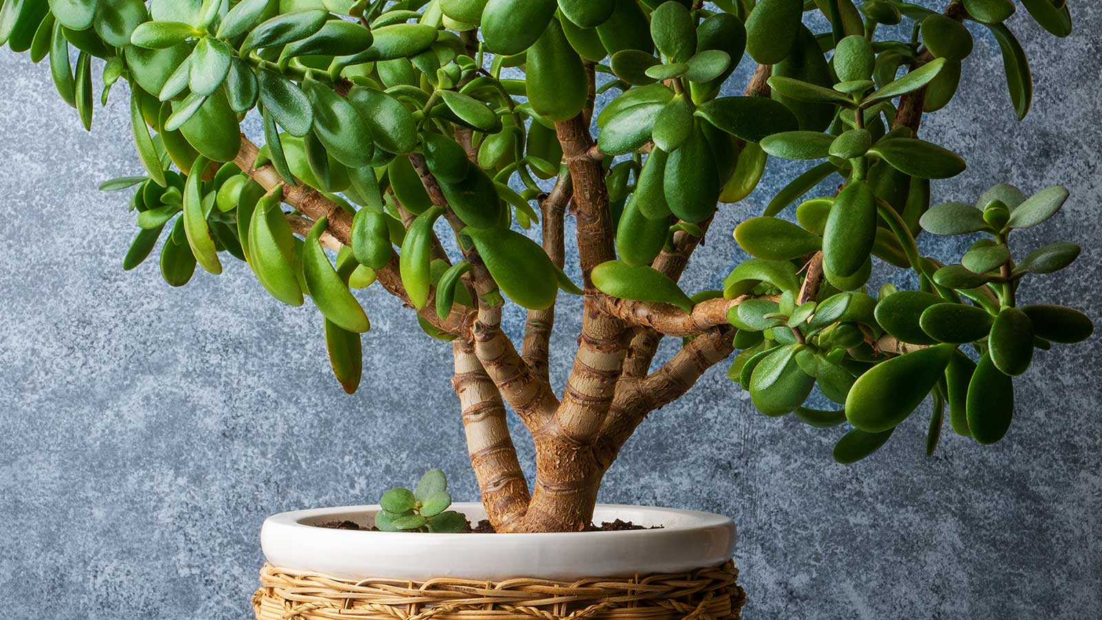 jade plant, bright light