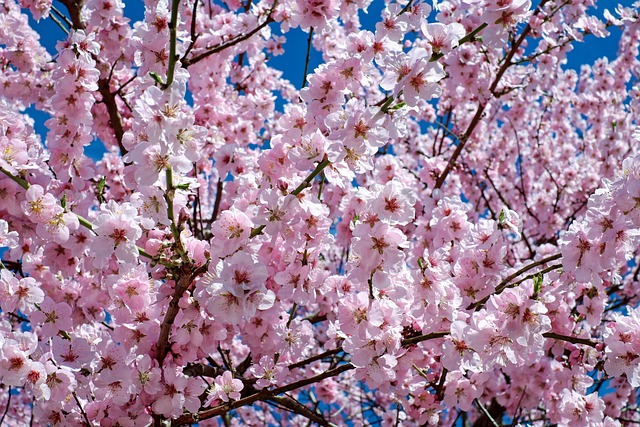 japanese cherry blossom, flowers, tree