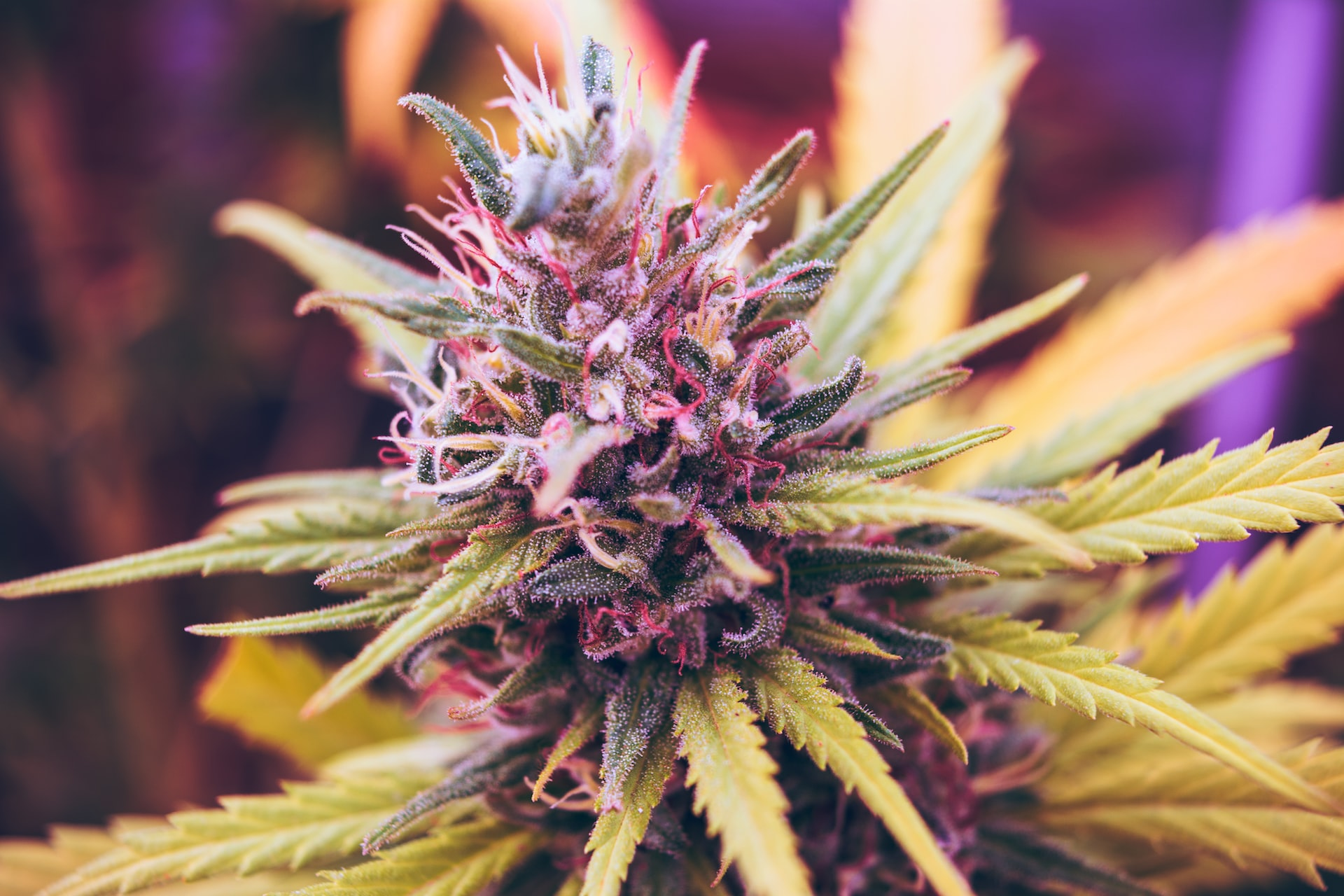 Feminized Cannabis Seeds