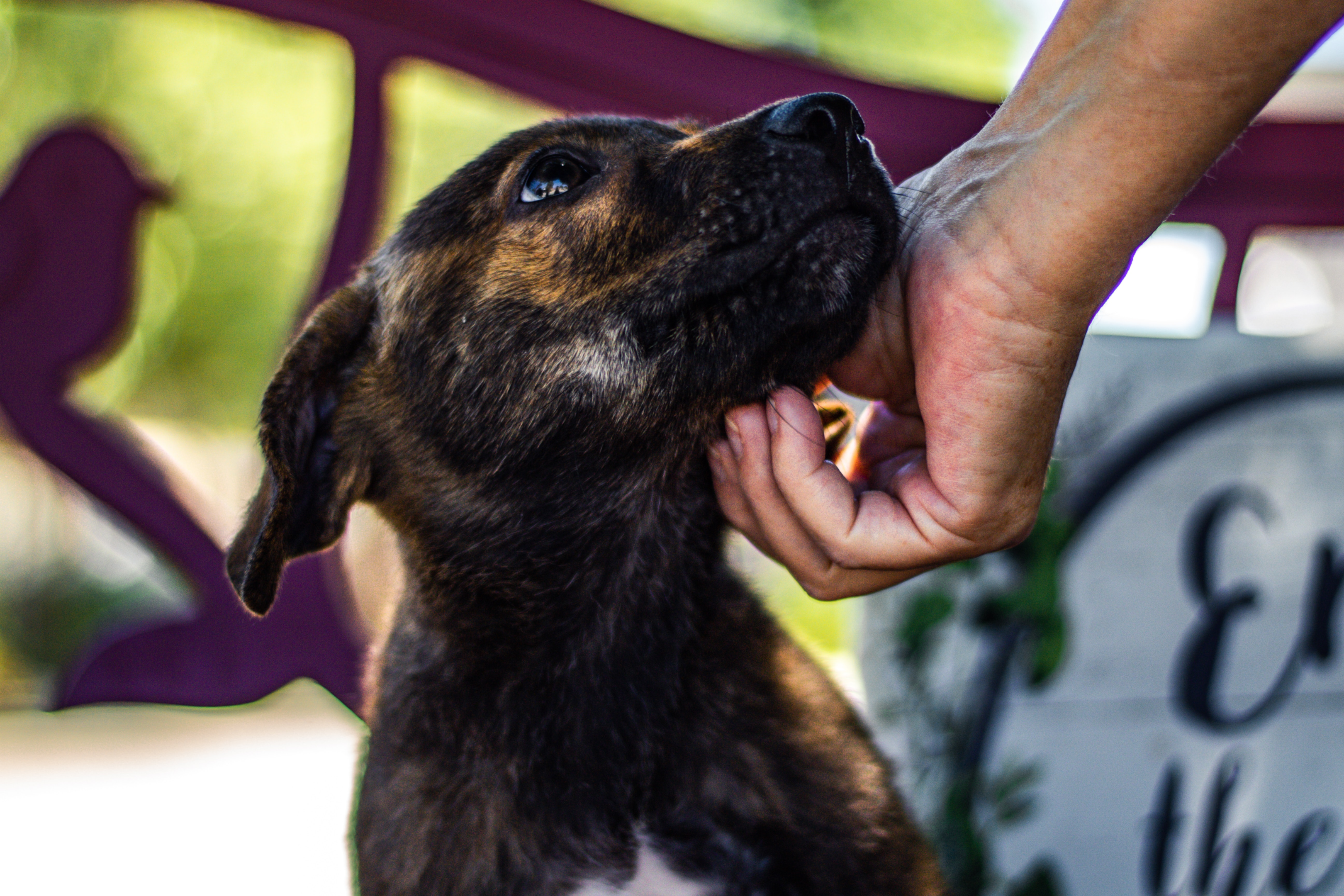 Use your energy to help out at an animal shelter | Photo from Unsplash Website