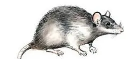 An illustration of a roof rat.