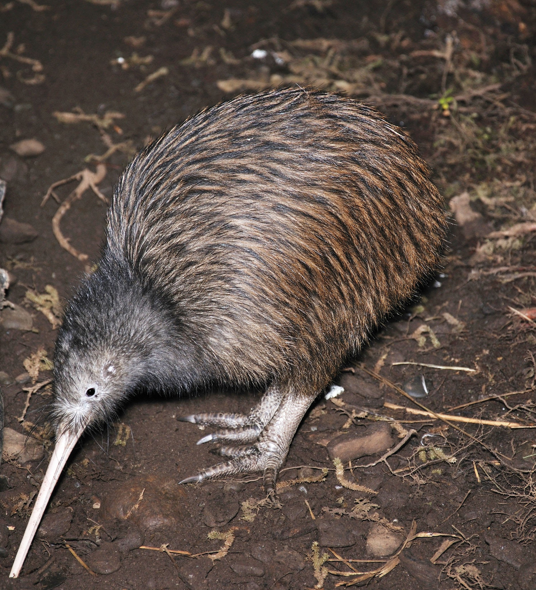 Kiwi Bird 