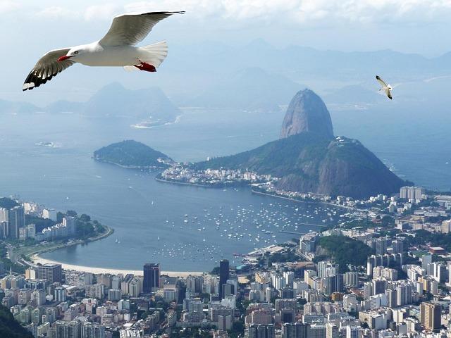 rio de janeiro, nature, sea, ocean, birds, sugar loaf pão de açúcar, brazil, seagull, guanabara's bay, ride