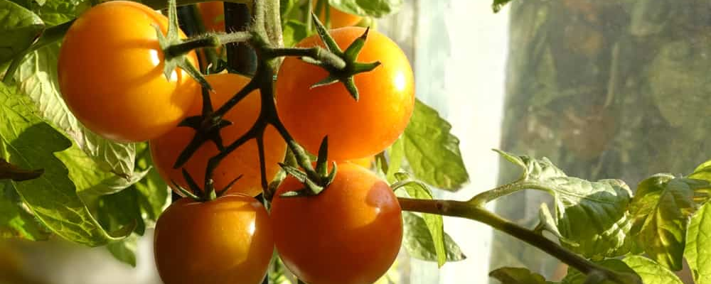 how to grow tomatoes