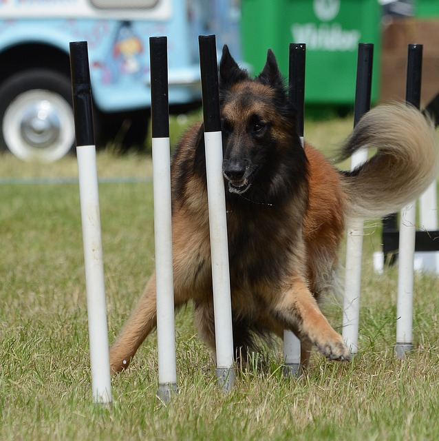 agility, dog, belgian shepherd