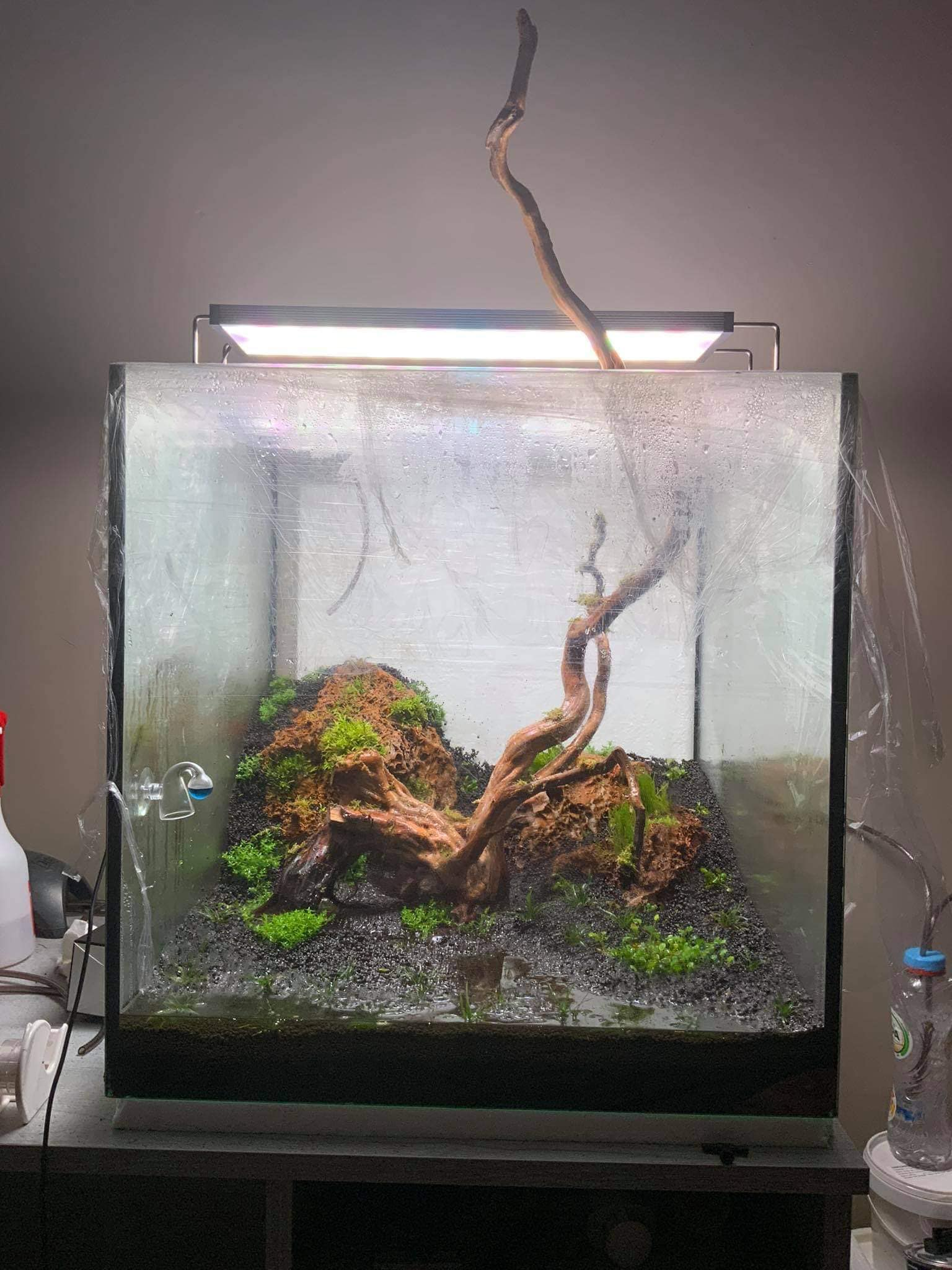 dry start method in the planted tank