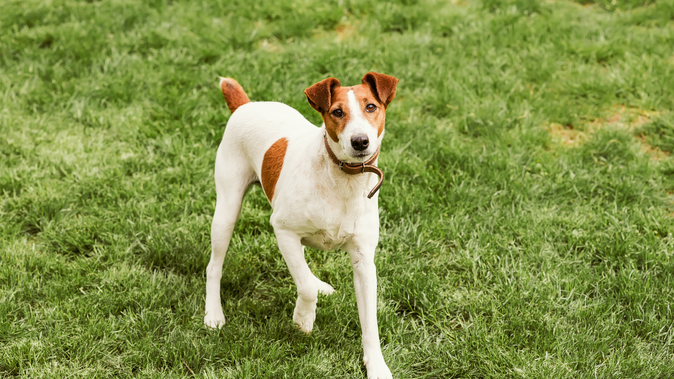 A Smooth Fox Terrier eager to play in a field