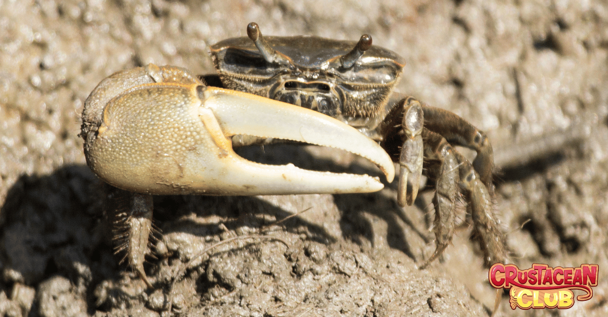 A Fiddler Crab