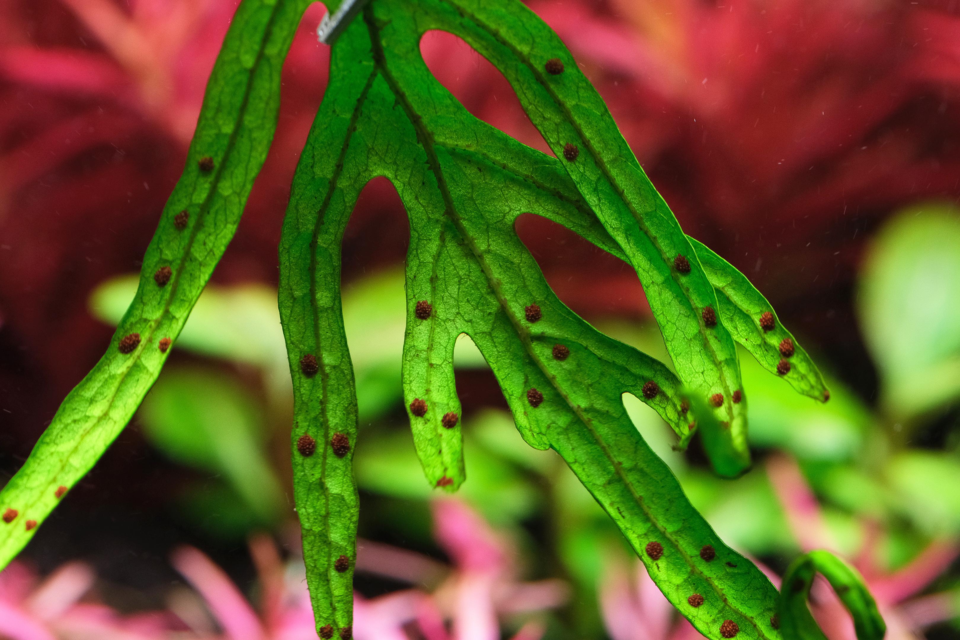Close up of dots on the underside of Java Fern Leaf