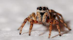 2,000+ Best Spider Photos · 100% Free Download · Pexels Stock Photos