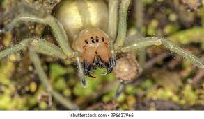 612 Yellow Sac Spider Images, Stock Photos & Vectors | Shutterstock