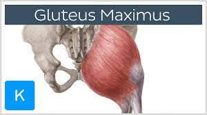 Gluteus Maximus Muscle - Function, Origin & Insertion - Human Anatomy | Kenhub - YouTube