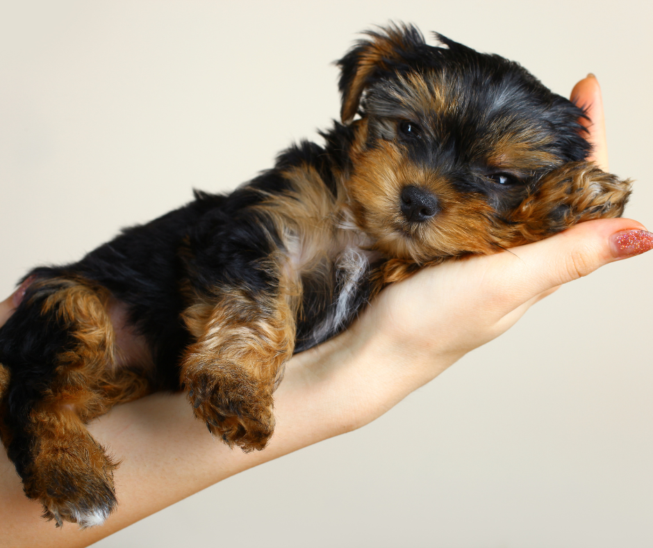 A dark colored Yorkie dog laying on a human hand