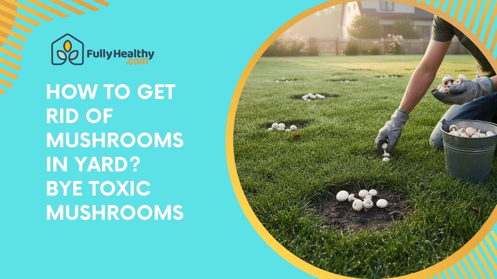 How to Get Rid of Mushrooms in Yard? Bye Toxic Mushrooms