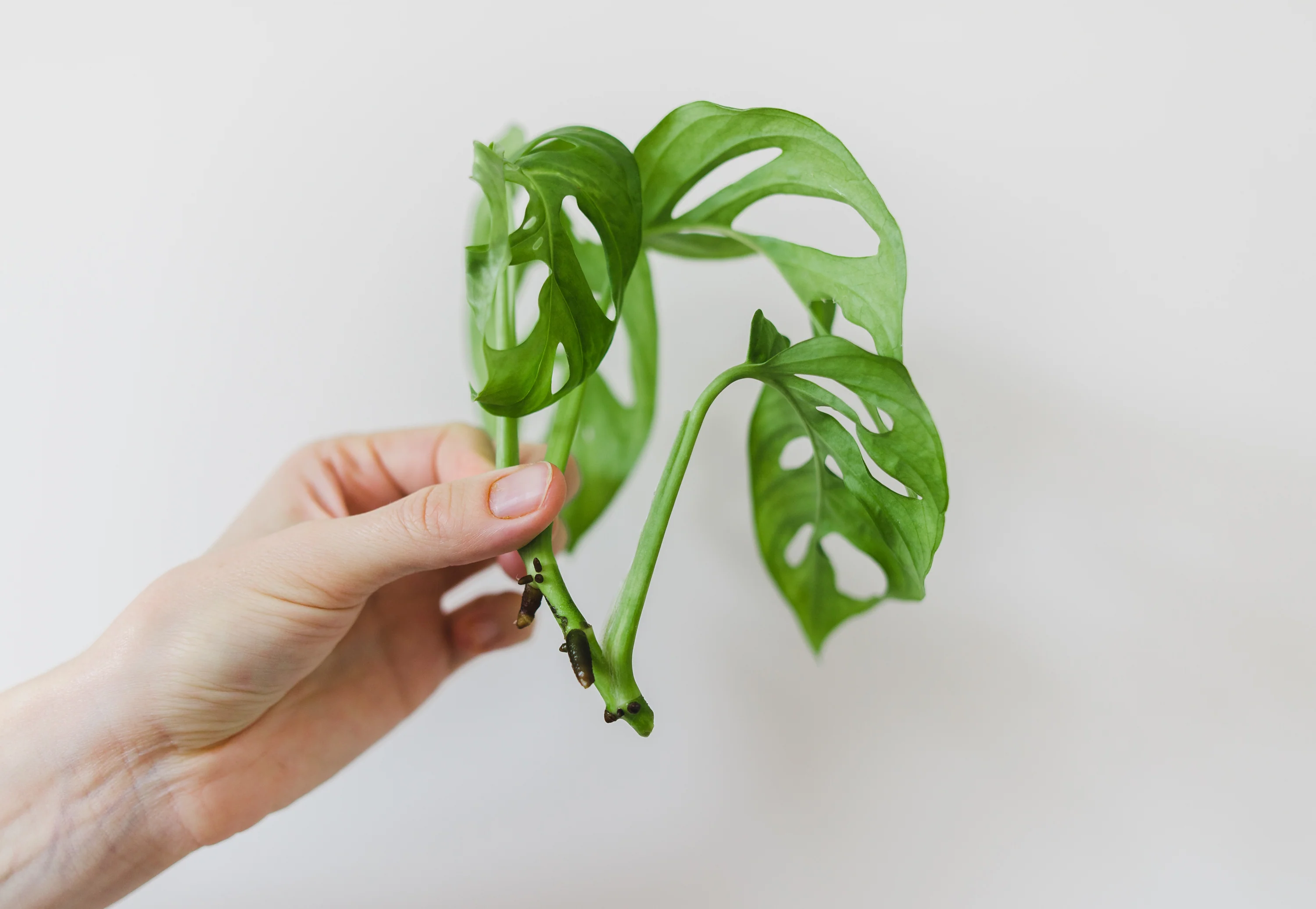 Propagating Monstera Deliciosa