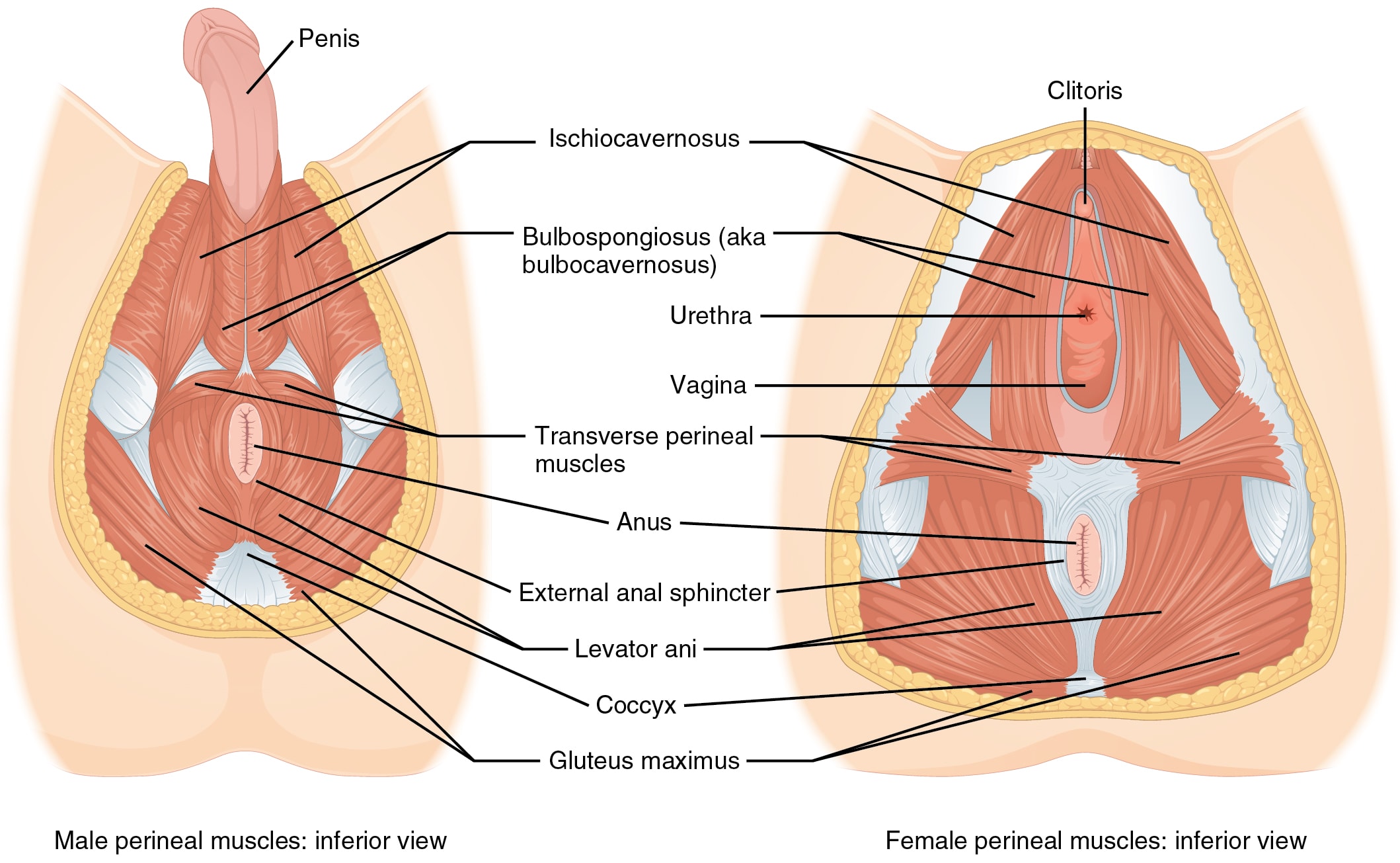 persistent pain in the bulbospongiosus