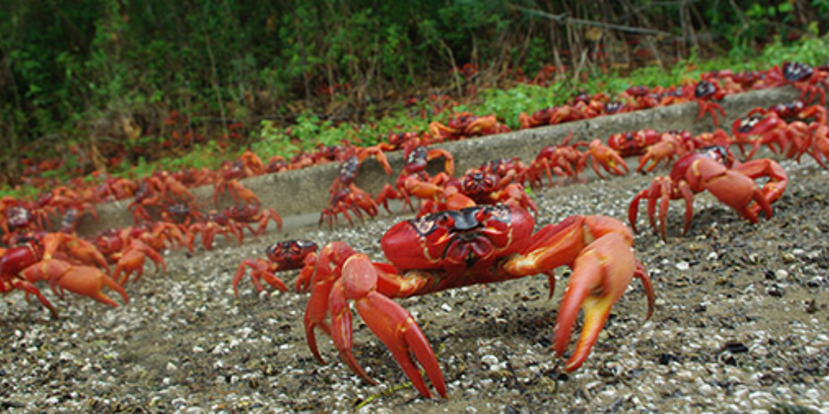 Land Crab Park in central Andros