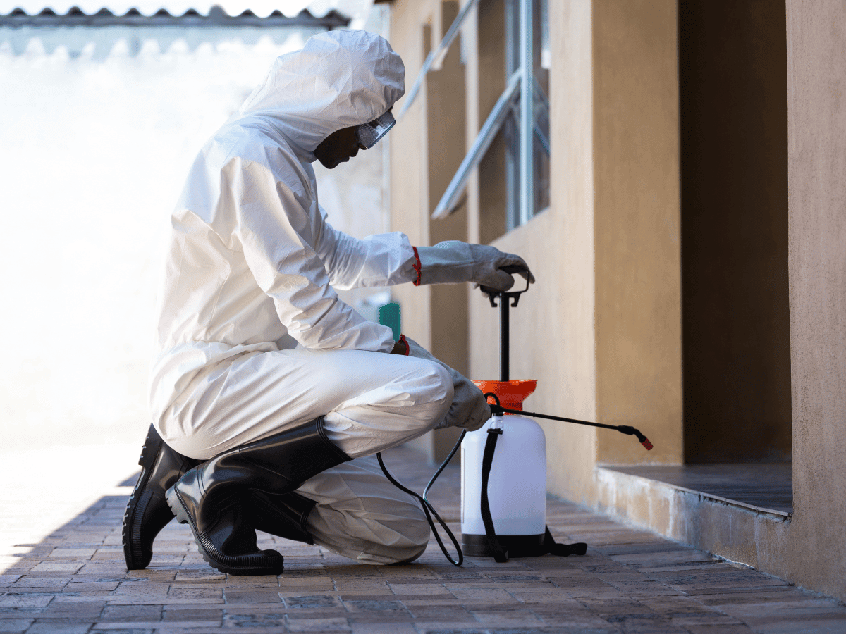 Professional pest control assistance for bed bug appearance